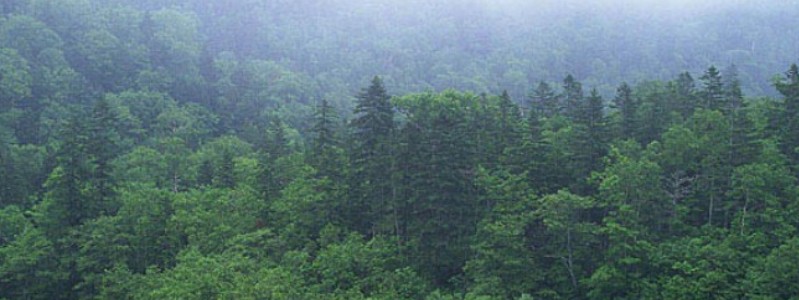 ����L�킫�����L�P�A�u�����h�y��p�l�I�e�N�g�z���T�C�g